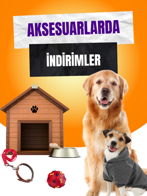 Köpekler İçin Şık ve Kullanışlı Aksesuarlar!